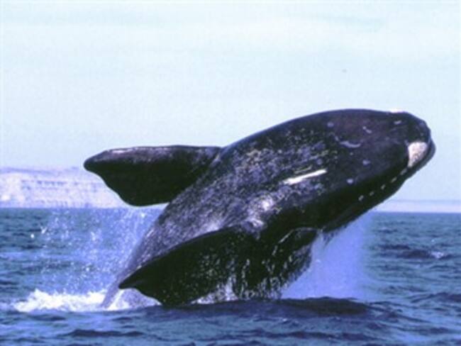 Comienza en Uruguay la temporada de avistamiento de ballenas francas