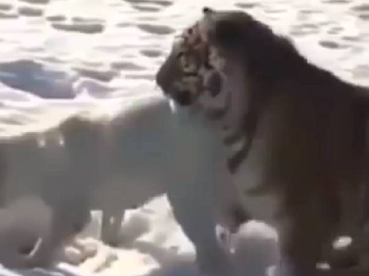 Impactante vídeo donde un tigre se lanza encima de un perro