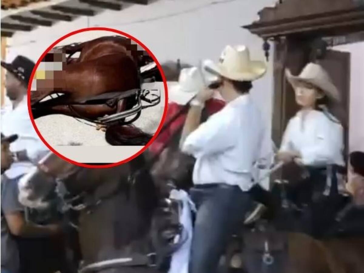 Caballo murió en cabalgata de San Gil, Santander. Denuncian que fue obligado a desfilar enfermo