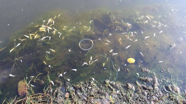 Mortandad de peces en Ciénaga de Maríalabaja. Foto: La W/ Leidys Rivero.