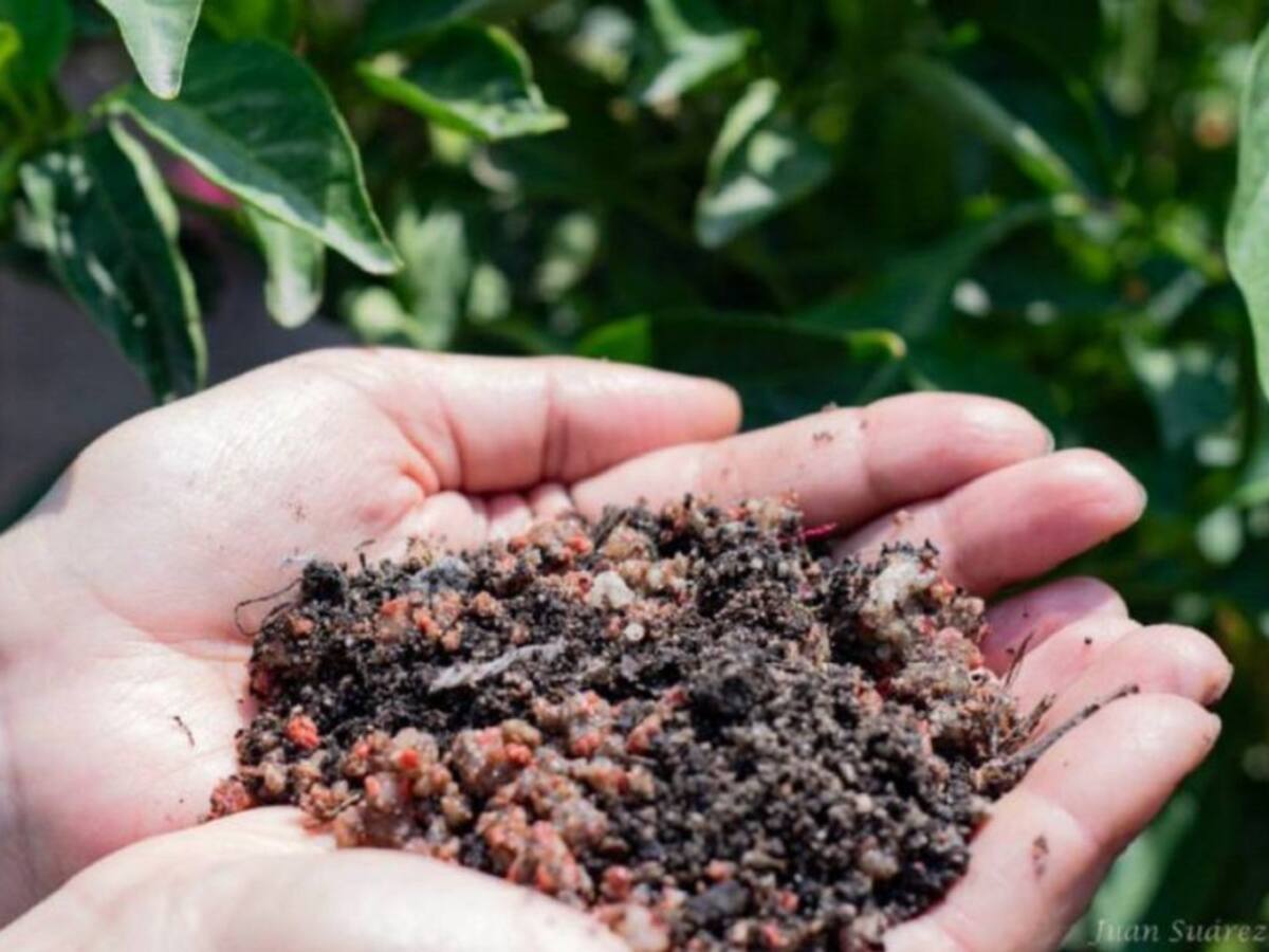 Denuncian adulteración de insumos agrícolas con arena y tierra