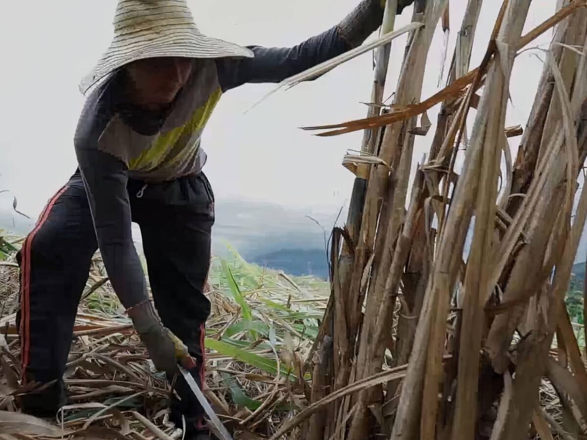 Cañicultores huilenses exportan panela a España y Estados Unidos