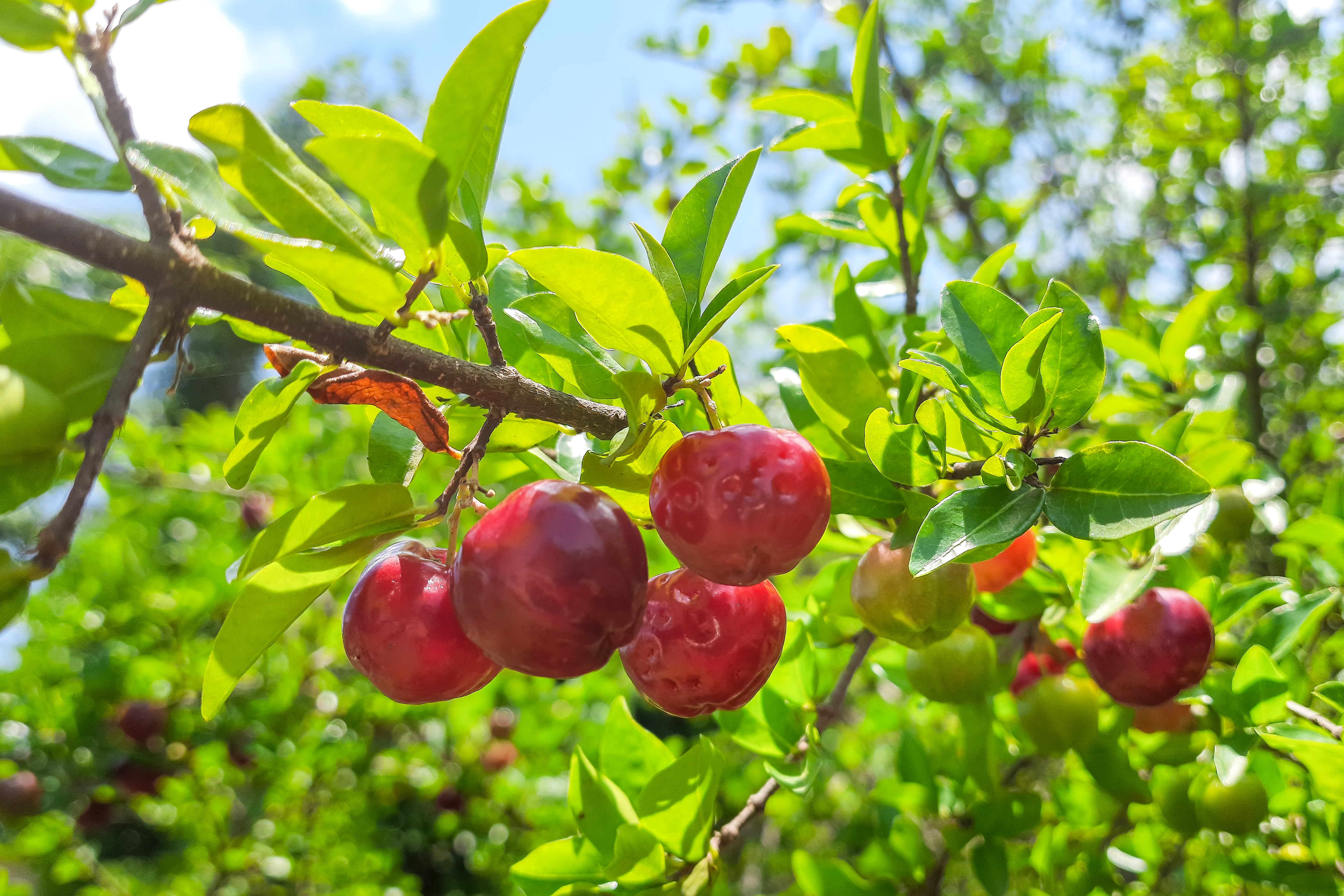 Qué es y para qué sirve la acerola - Getty Images