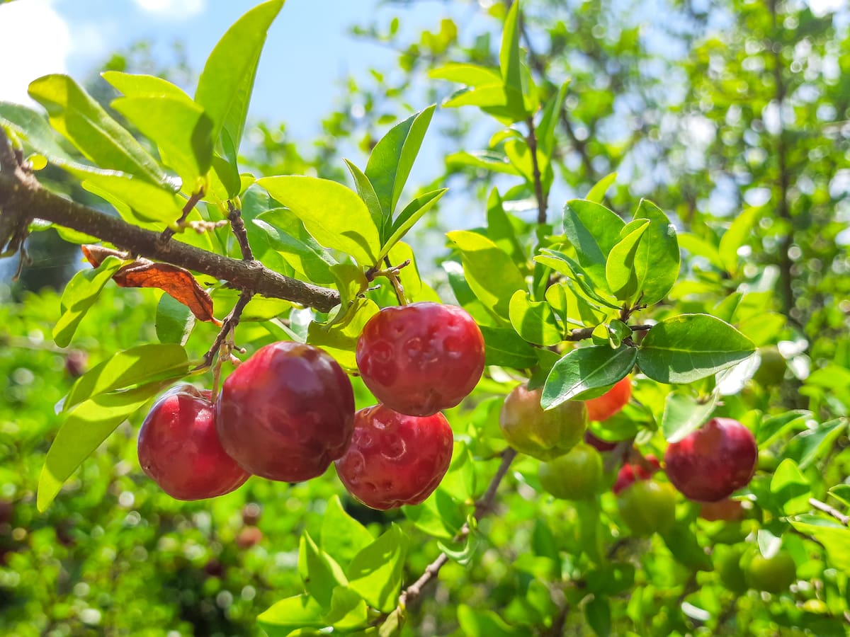 ¿Qué es y para qué sirve la acerola? Es gran portadora de esta vitamina