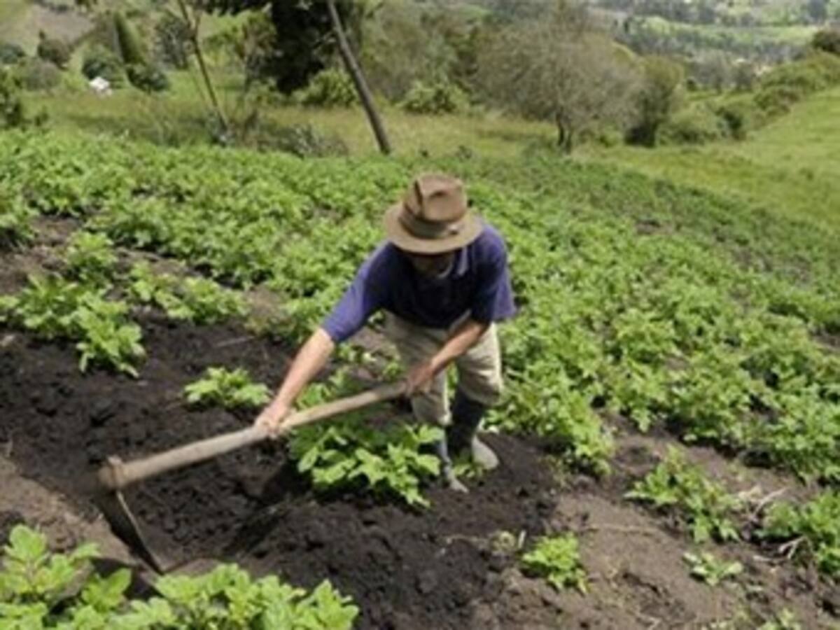 Campesinos dirigidos por Indulpama están endeudados con prestamista de Islas Caimán