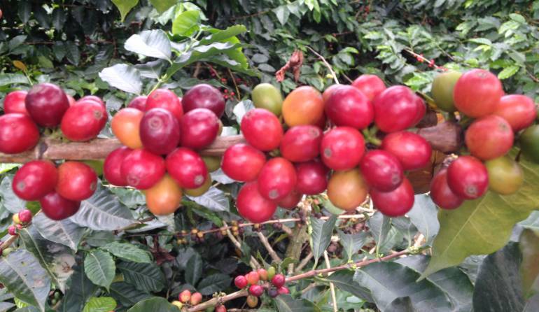 El programa no se aplicará en algunos municipios que habían sido priorizados por el Gobierno Nacional, a raíz de que no ha girado la plata.