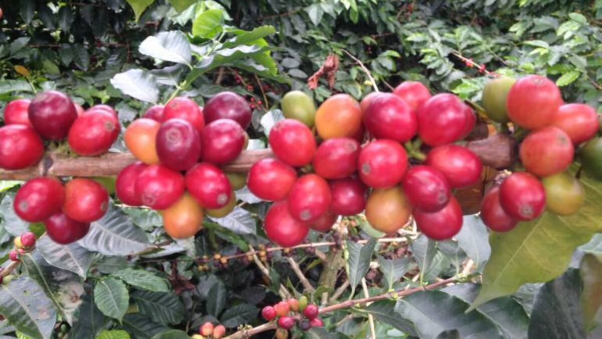 Desde el fin de semana se entregará plata para fertilizantes a los cafeteros
