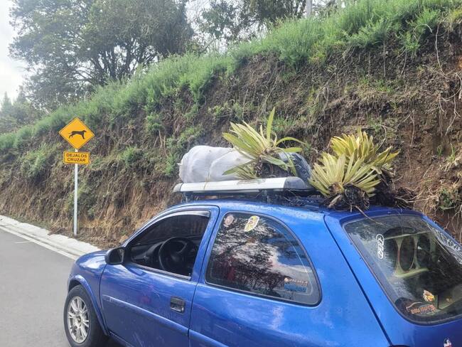 El ciudadano llevaba frailejones en la parrilla de su vehículo