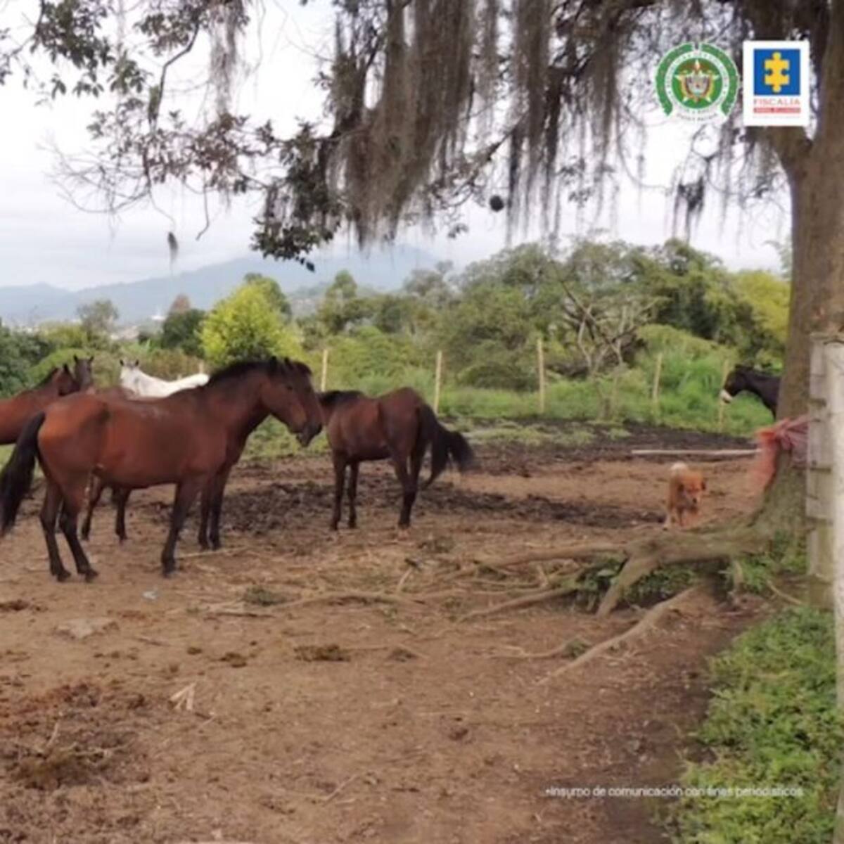 Nuevos detalles sobre venta de carne de caballos en Risaralda