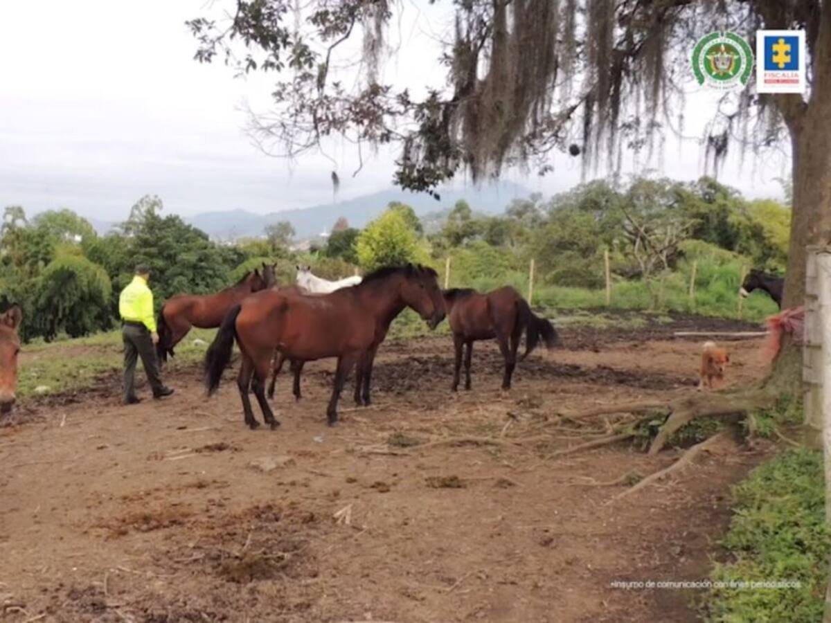 Nuevos detalles sobre venta de carne de caballos en Risaralda