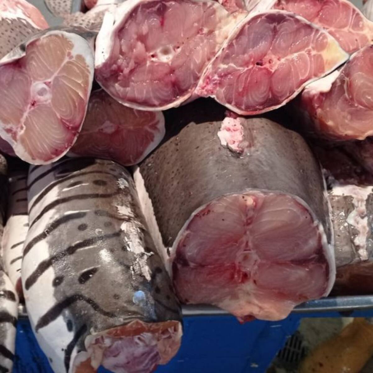 Libra de bagre a 23 mil pesos