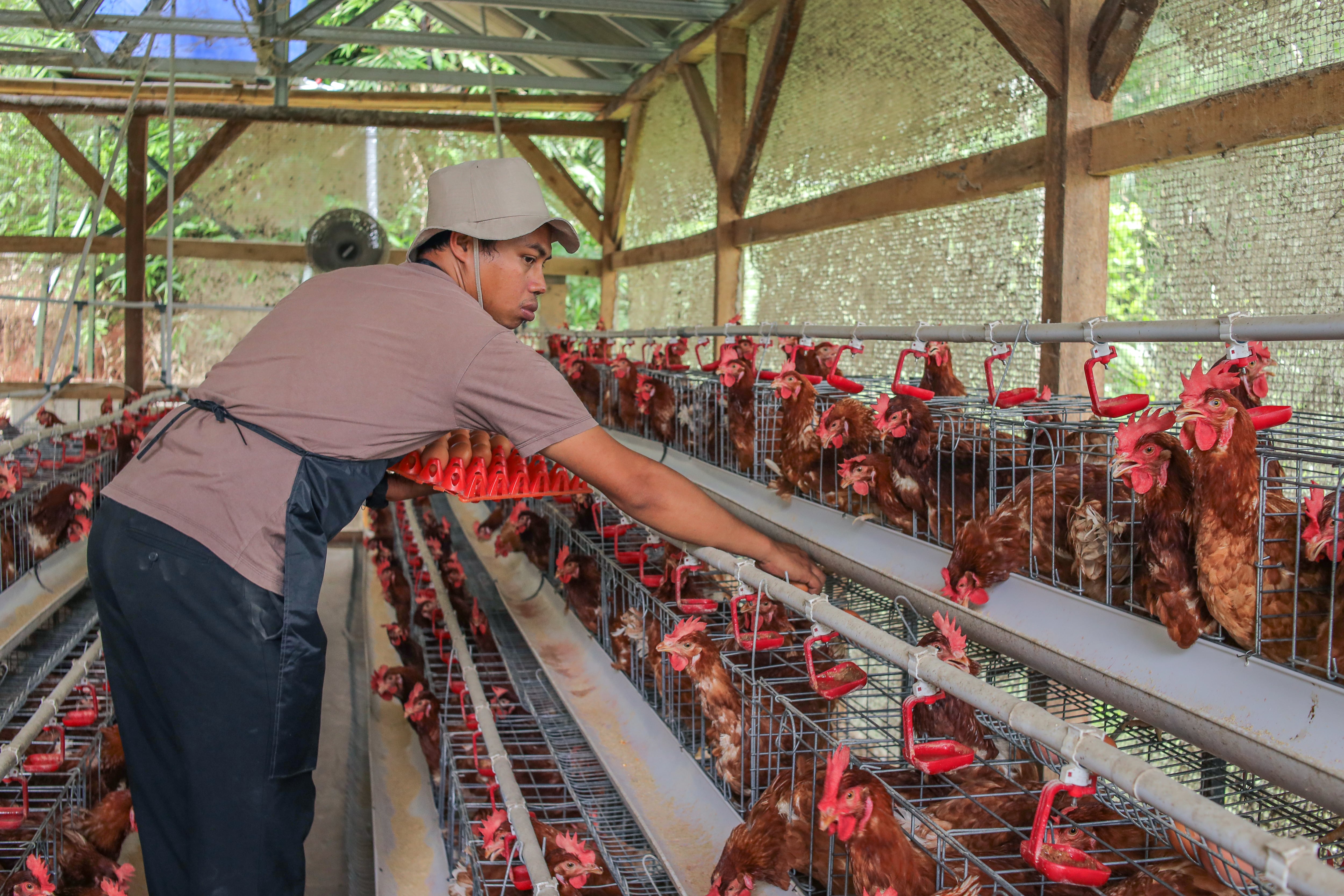 Asian Farmer Male Collecting Organic Eggs from Hen House Coop