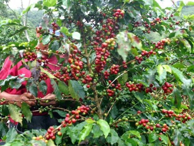 Cafeteros advierten sobre el peligro de una variedad de café traída de Costa Rica