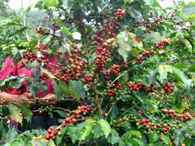 Cafeteros advierten sobre el peligro de una variedad de café traída de Costa Rica