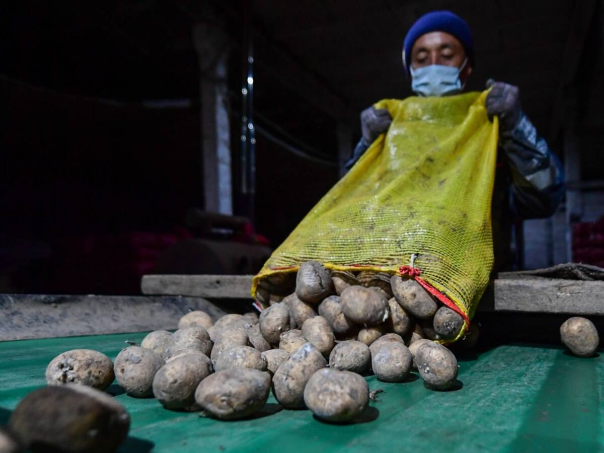 Los productores de papa tenemos mucho optimismo con este semestre: Fedepapa