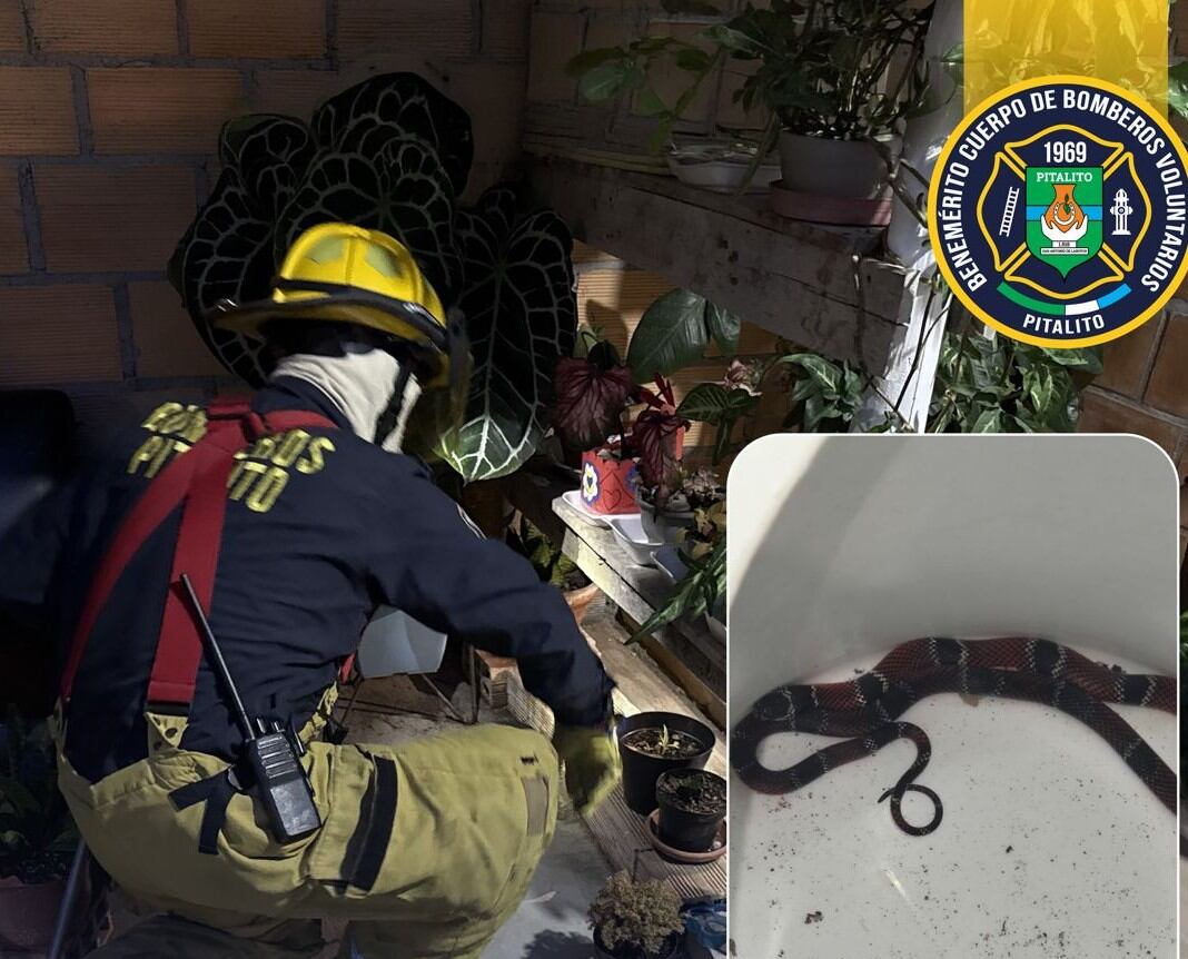 Los socorristas lograron controlar al animal sin poner en riesgo a los habitantes. Foto Bomberos Pitalito.
