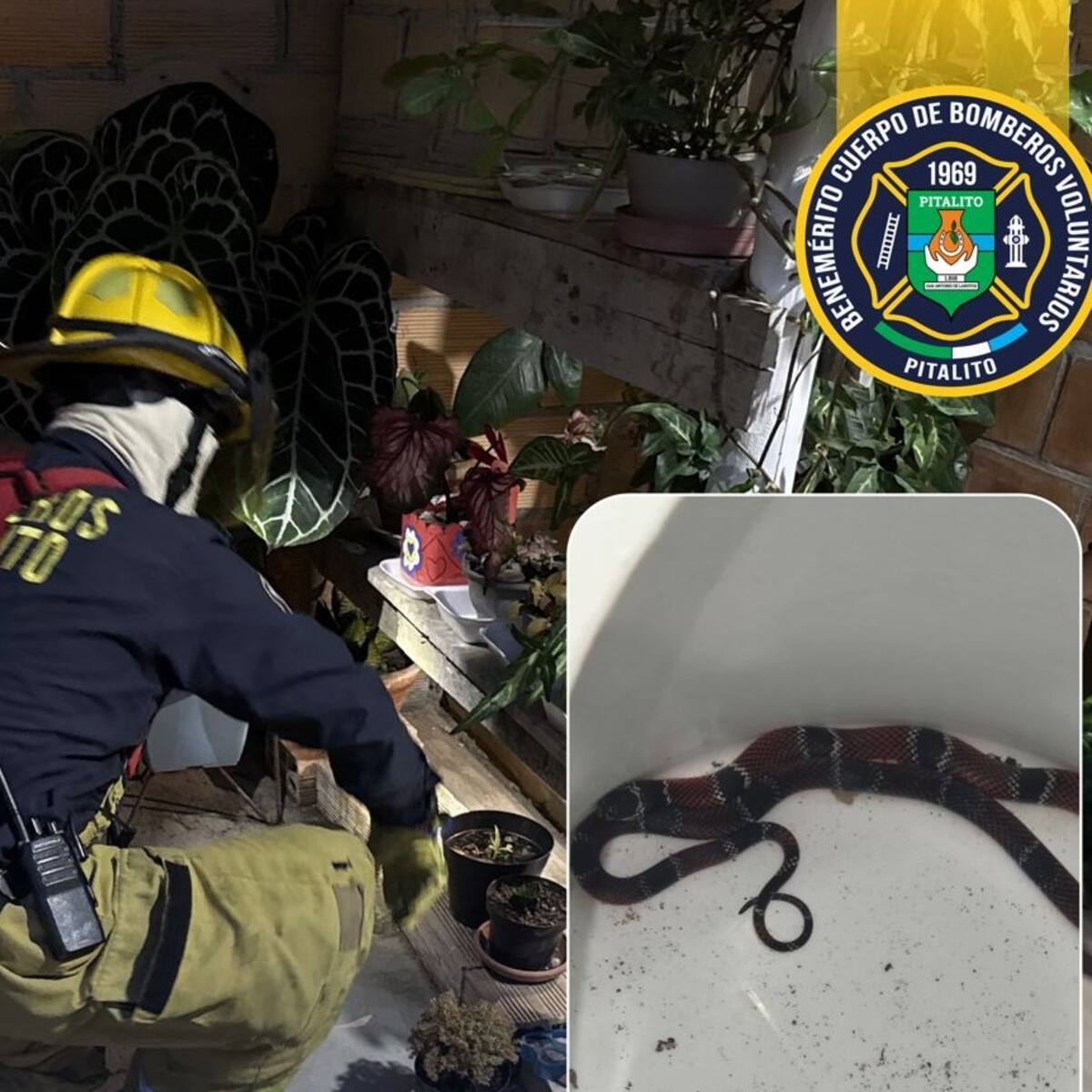 Bomberos rescatan serpiente coral hallada en una vivienda de Pitalito