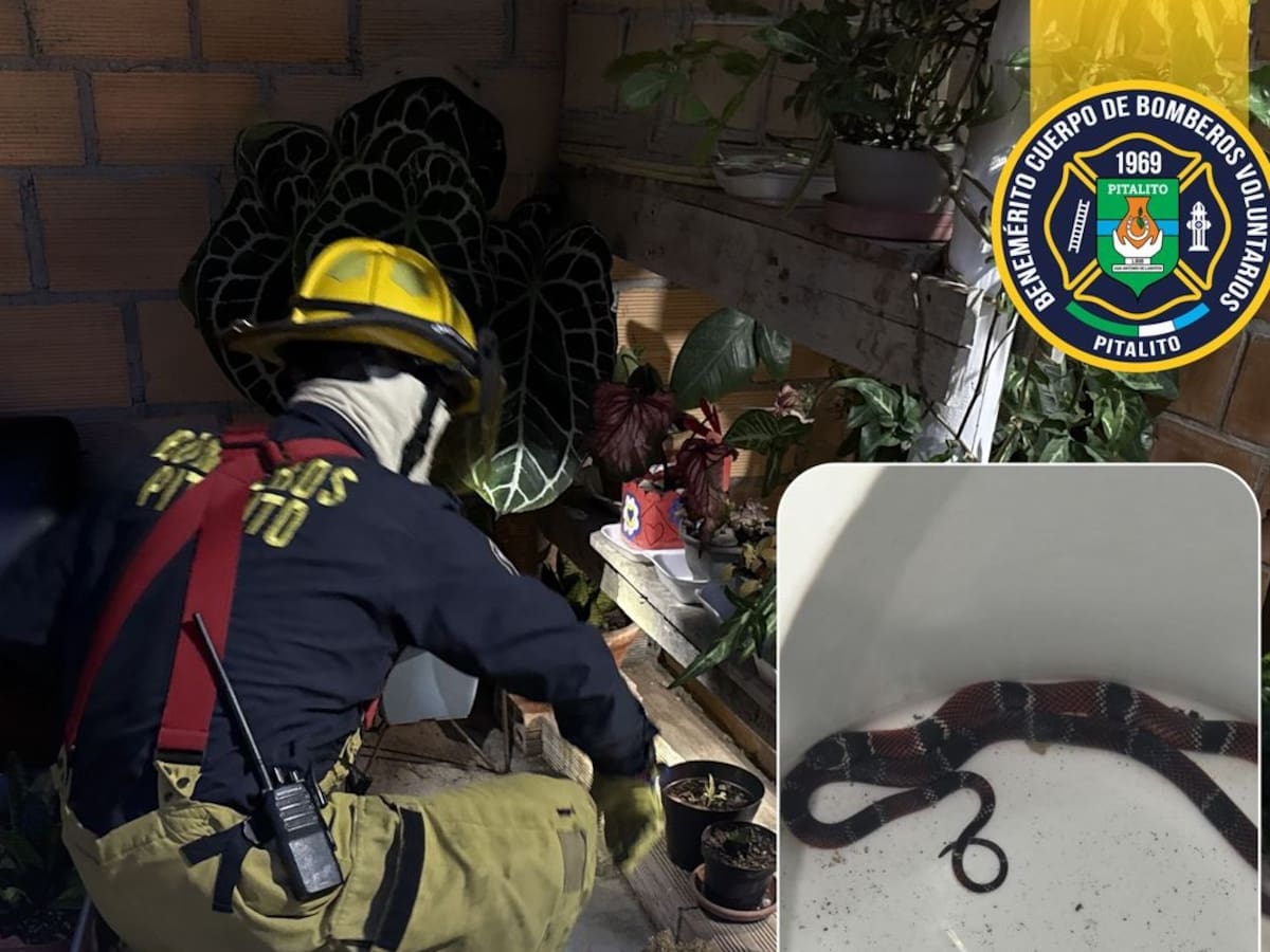 Bomberos rescatan serpiente coral hallada en una vivienda de Pitalito