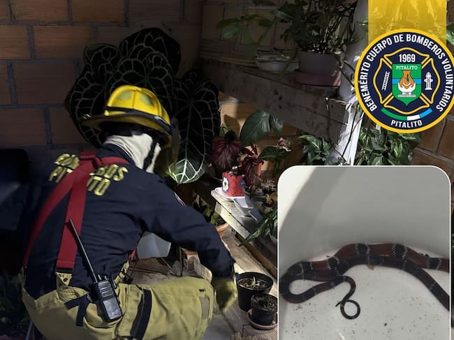 Los socorristas lograron controlar al animal sin poner en riesgo a los habitantes. Foto Bomberos Pitalito.