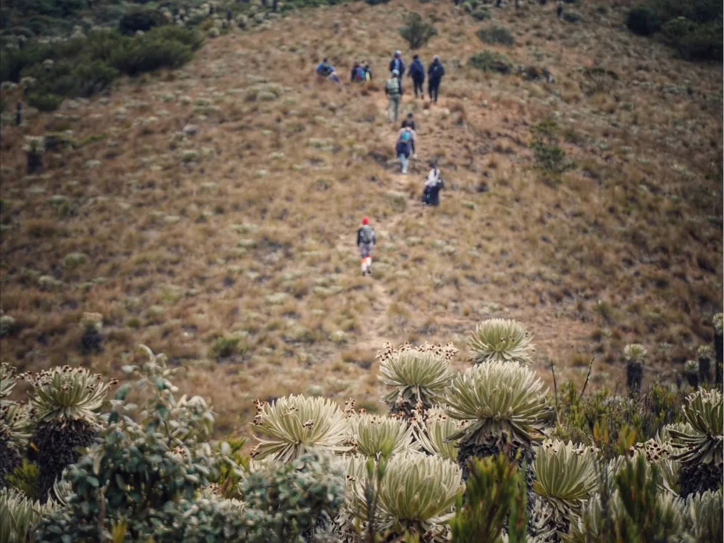 Denuncian fogatas y quema de frailejones por parte de visitantes, una práctica que podría desencadenar incendios forestales de gran magnitud. / Imagen: Cumbres Blancas