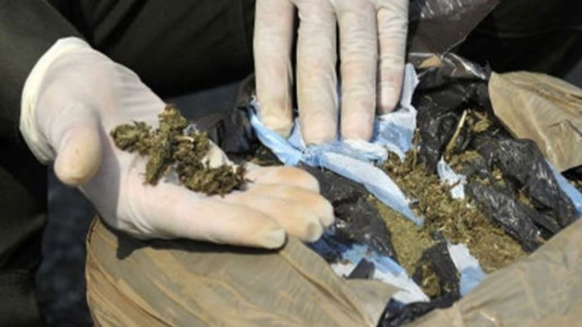 Incautan en Pereira un cargamento de marihuana avaluado en $200 millones
