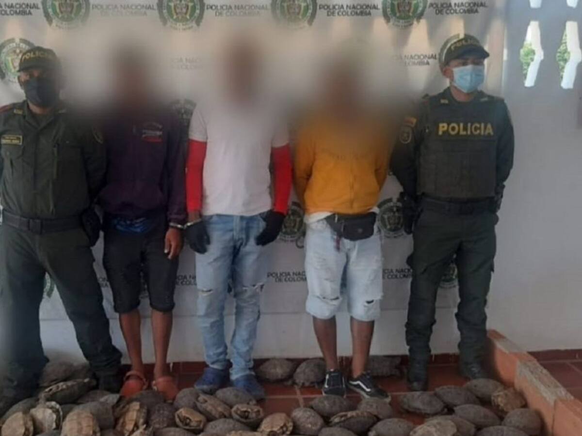 779 hicoteas incautadas en vísperas de Semana Santa en Bolívar