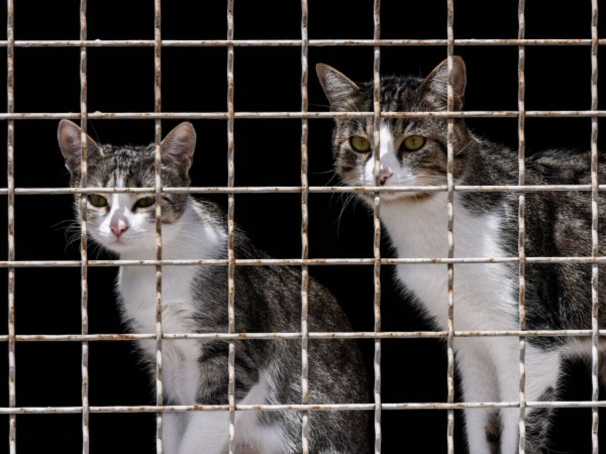 Imputan cargos por maltrato animal a hombre que mató dos gatos en Chinchiná, Caldas