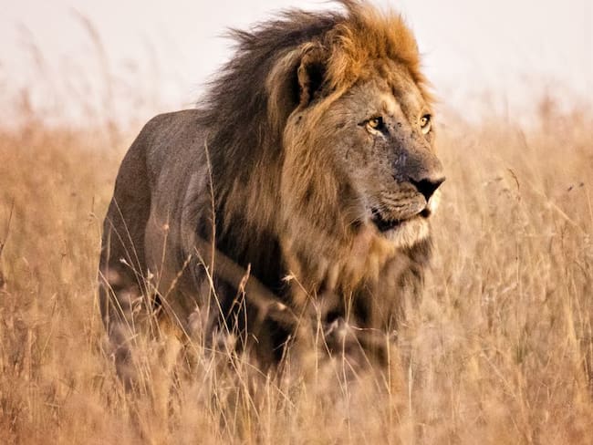 Biólogos reconstruyen la historia evolutiva de los leones