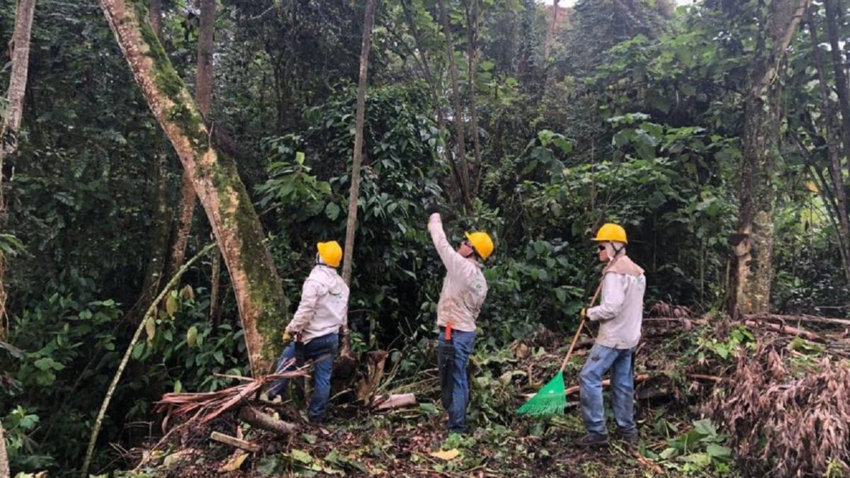 CHEC interviene árboles del Bosque Popular El Prado de Manizales