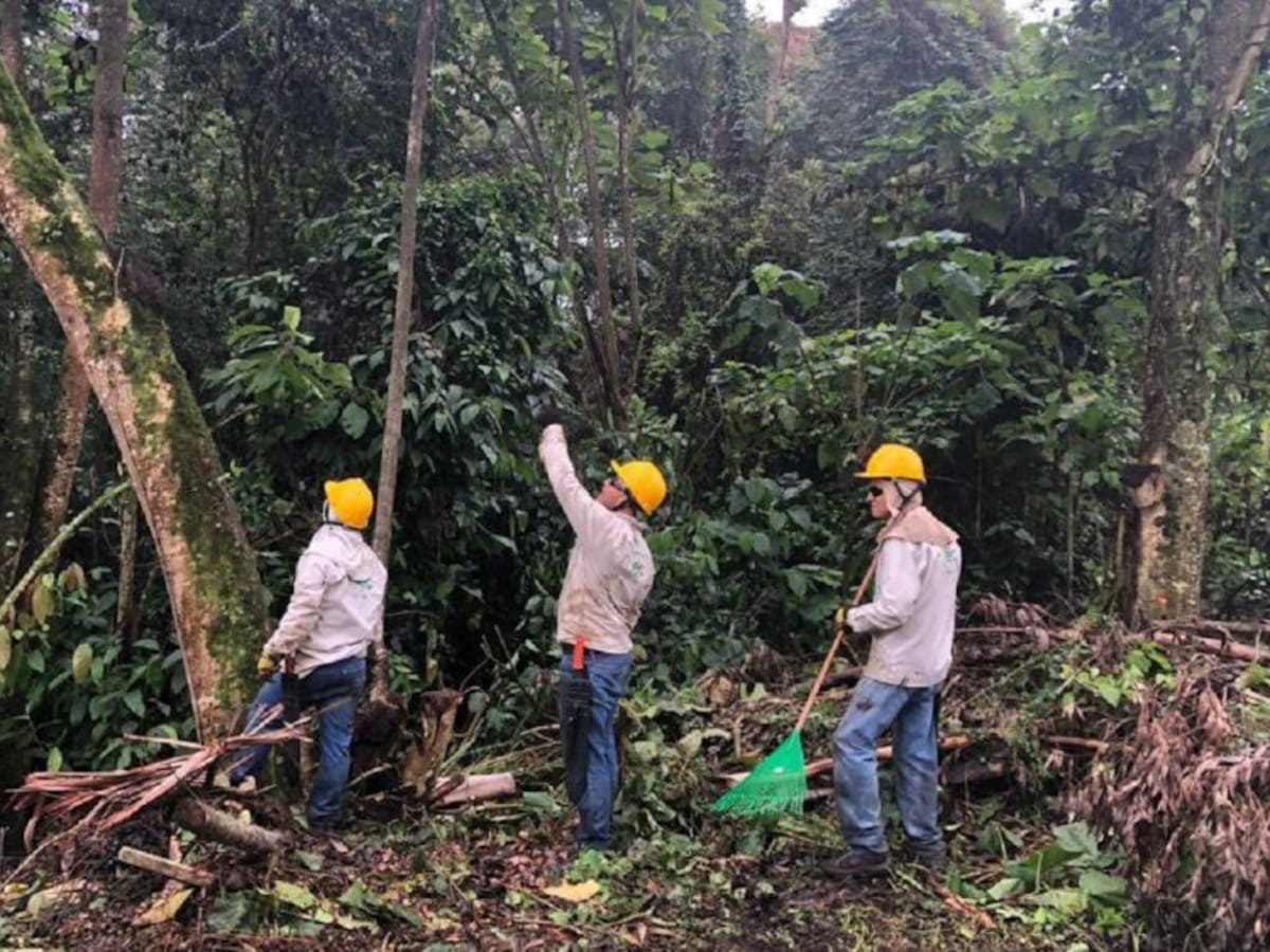 CHEC interviene árboles del Bosque Popular El Prado de Manizales
