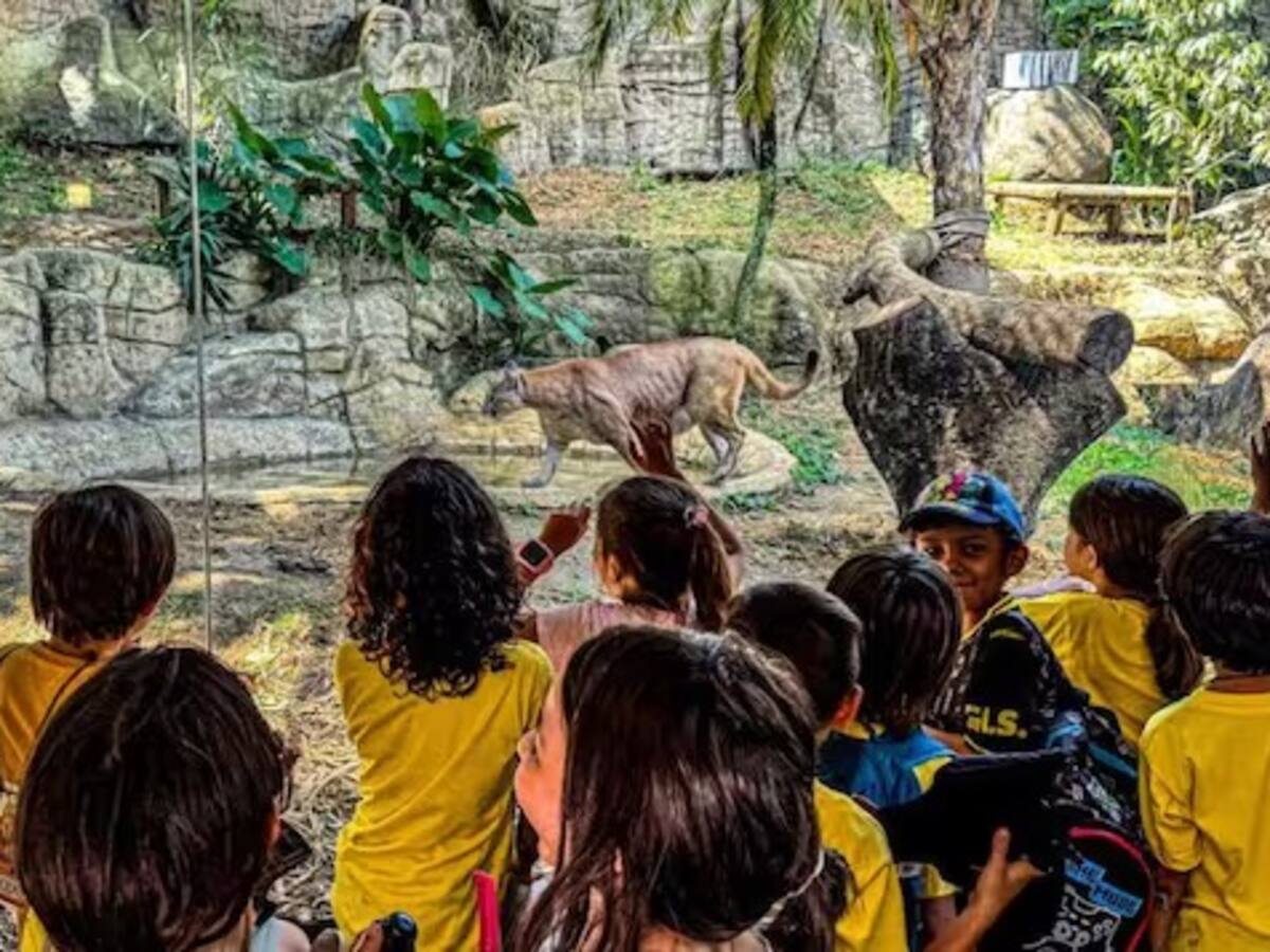 Un Puma que se había escapado de su recinto en el Zoológico de Cali, falleció por un edema pulmonar