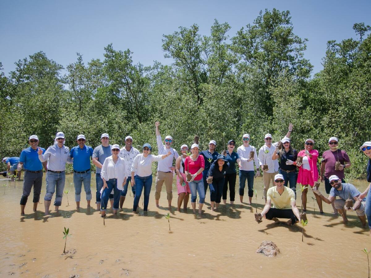 Siembran mil plántulas de mangle en Isla Barú para preservar el medioambiente