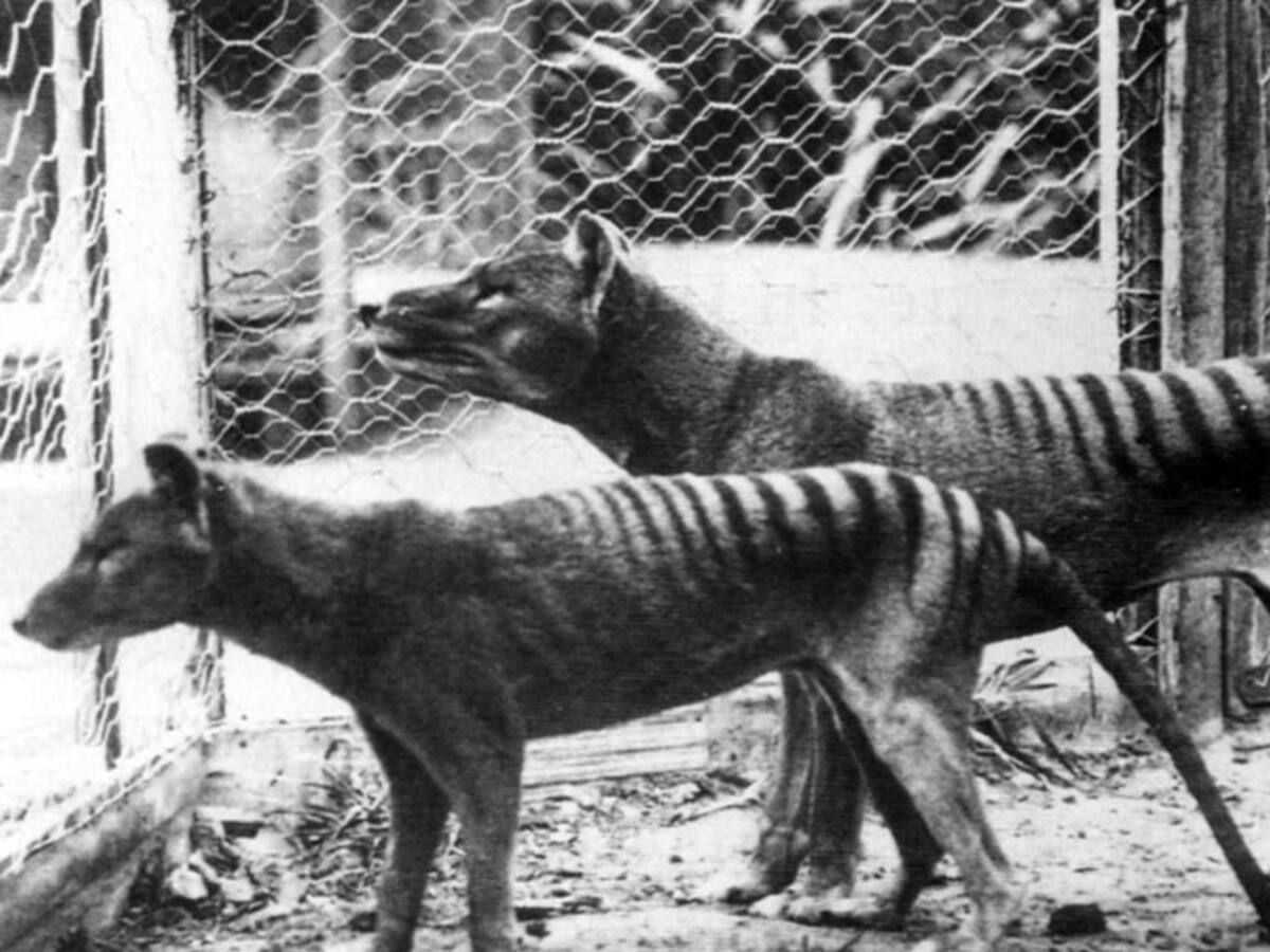 Así se ve el último tigre de Tasmania recreado a color