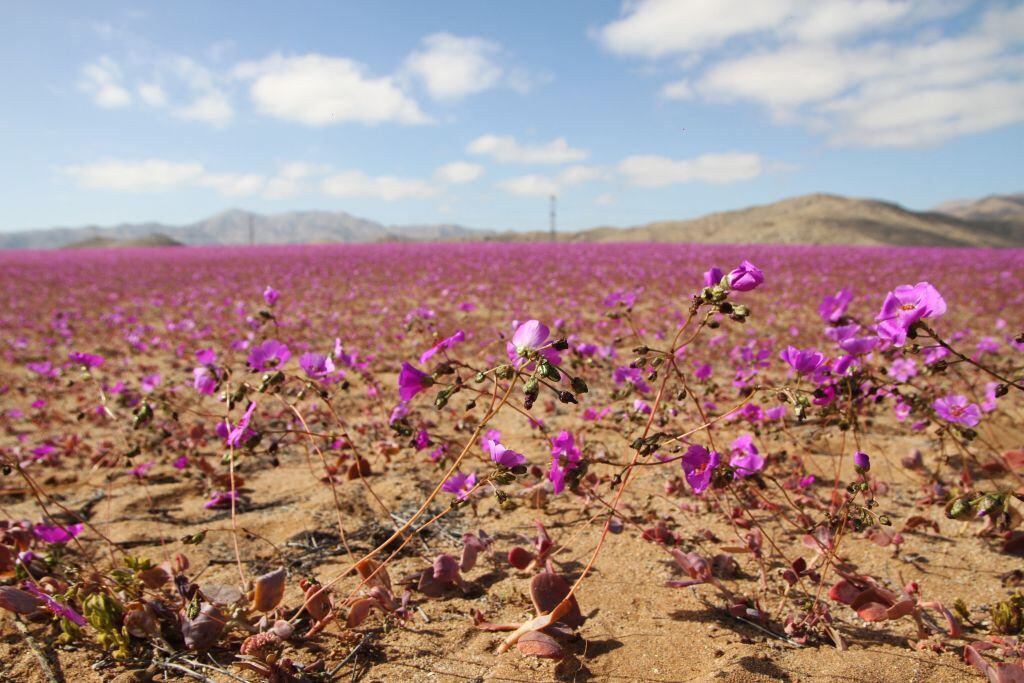 Desierto de Atacama. (Photo by Patricio LOPEZ CASTILLO / AFP) (Photo by PATRICIO LOPEZ CASTILLO/AFP via Getty Images)