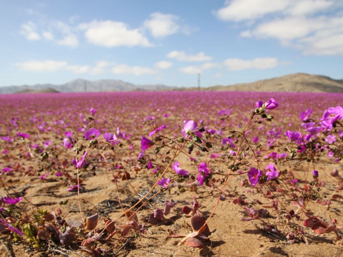 ¿Cuál es el lugar más seco en el mundo? Esta zona estaría sufriendo por cambio climático