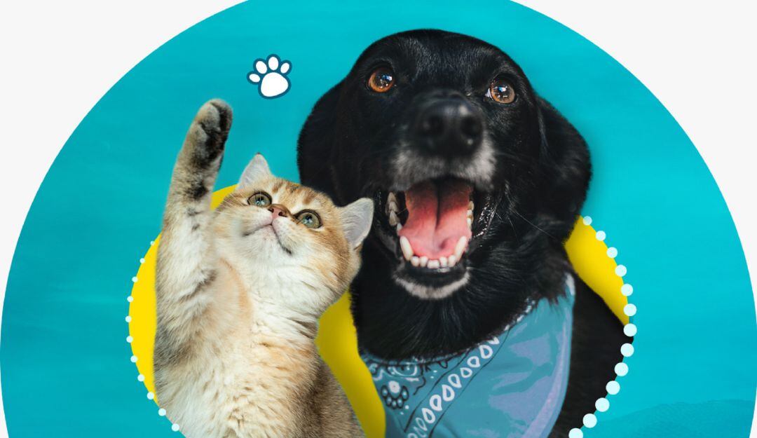 Programa de adopción de gatos y perros