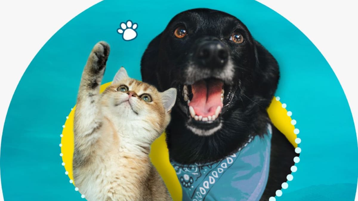 Campaña Abre tú corazón, da una segunda oportunidad. Adopta, recorre Caldas