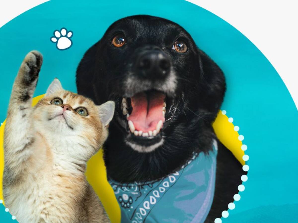 Bogotá se prepara para la jornada de adopción de perros y gatos