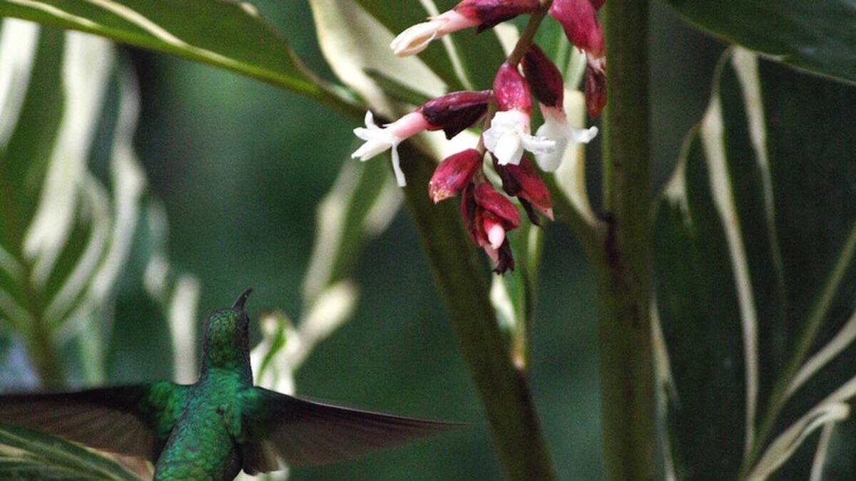 Santa Marta promocionará el turismo de naturaleza en evento de talla internacional