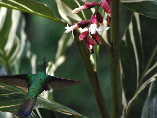 Santa Marta promocionará el turismo de naturaleza en evento de talla internacional
