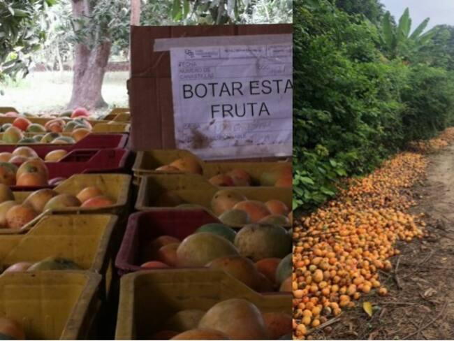Por sobreproducción, el mango se está pudriendo en Magdalena