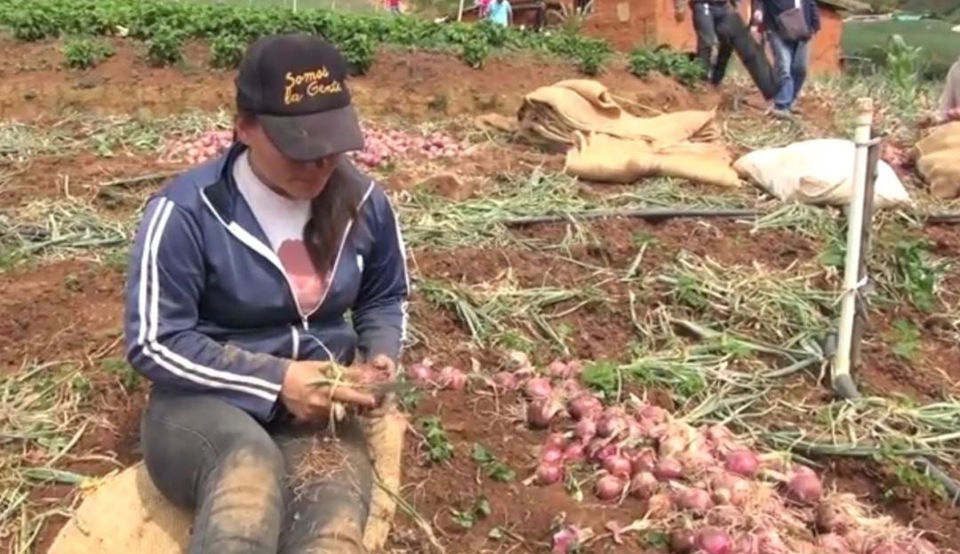 Cosecha de cebolla morada
