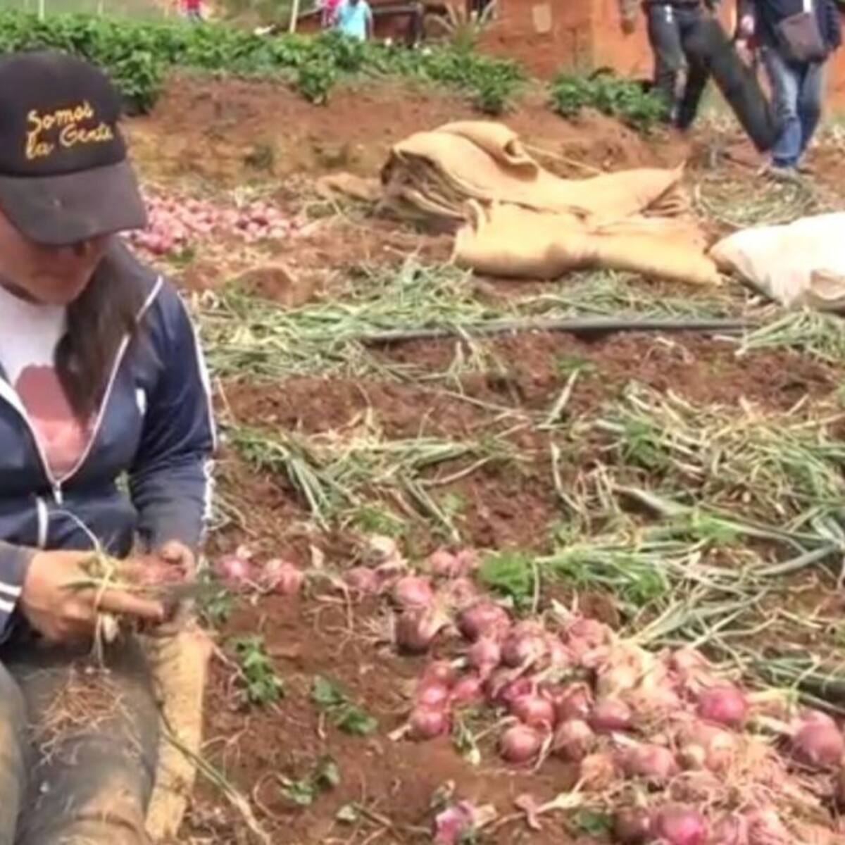 Cebolla de Boyacá no ha podido llegar al 90% del país por bloqueos