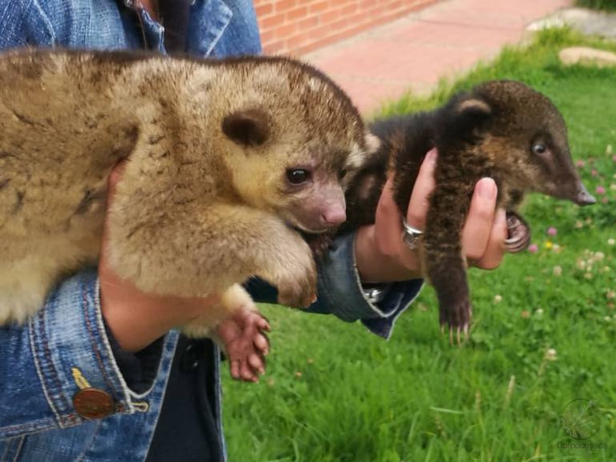 Corpoboyacá rescató fauna silvestre en Miraflores, Boyacá