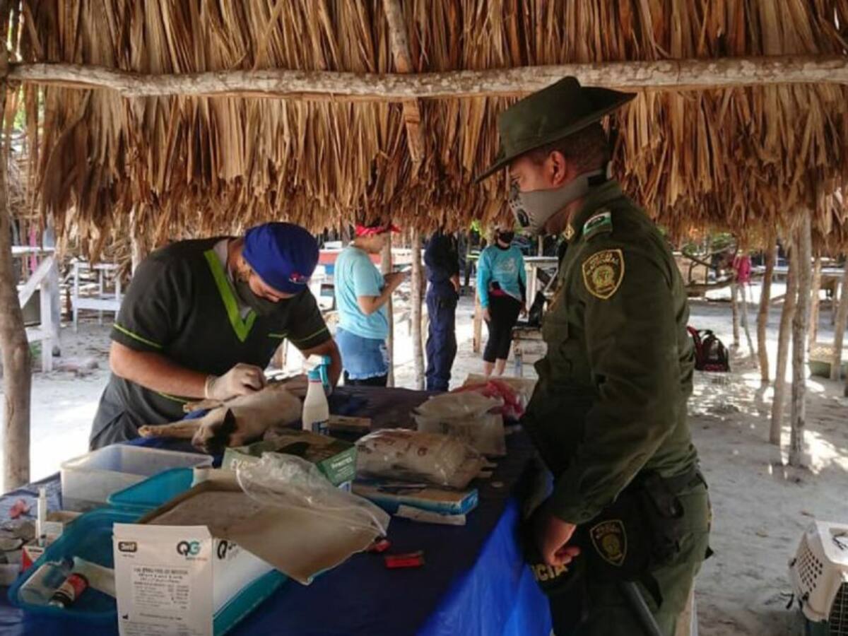 Animales abandonados reciben asistencia en la zona insular de Cartagena