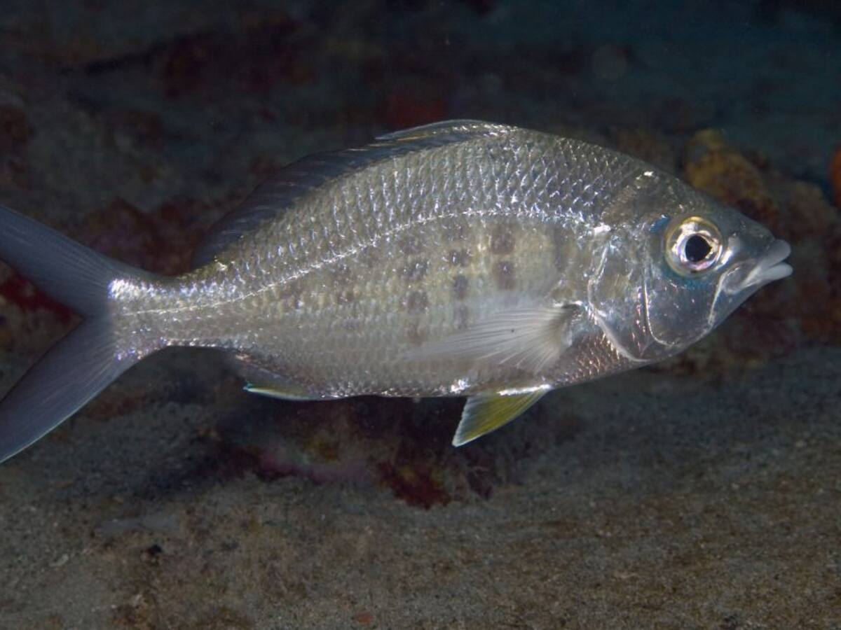 "Los peces olvidados del mundo"