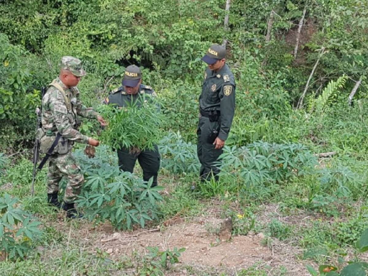 En Caldas erradicaron cultivos de marihuana