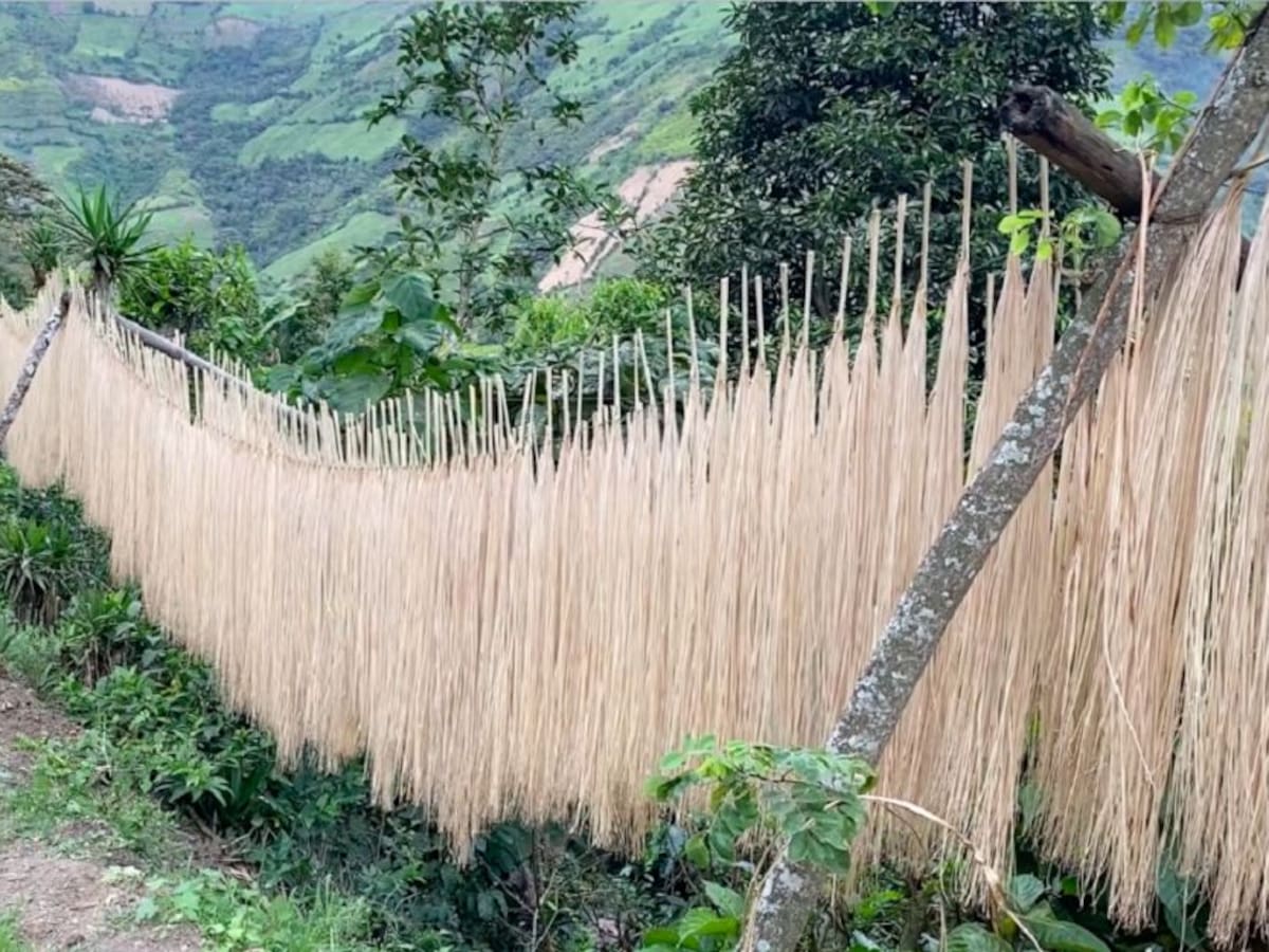 Palma de iraca, el medio de sustento de los artesanos de Linares, Nariño