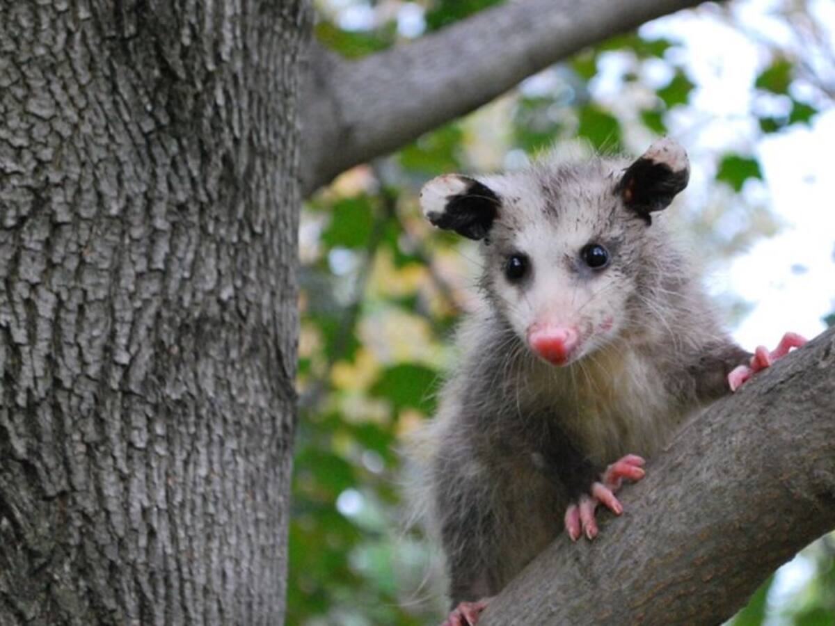Por cuarentena, se observa fauna silvestre en calles del Valle de Aburrá