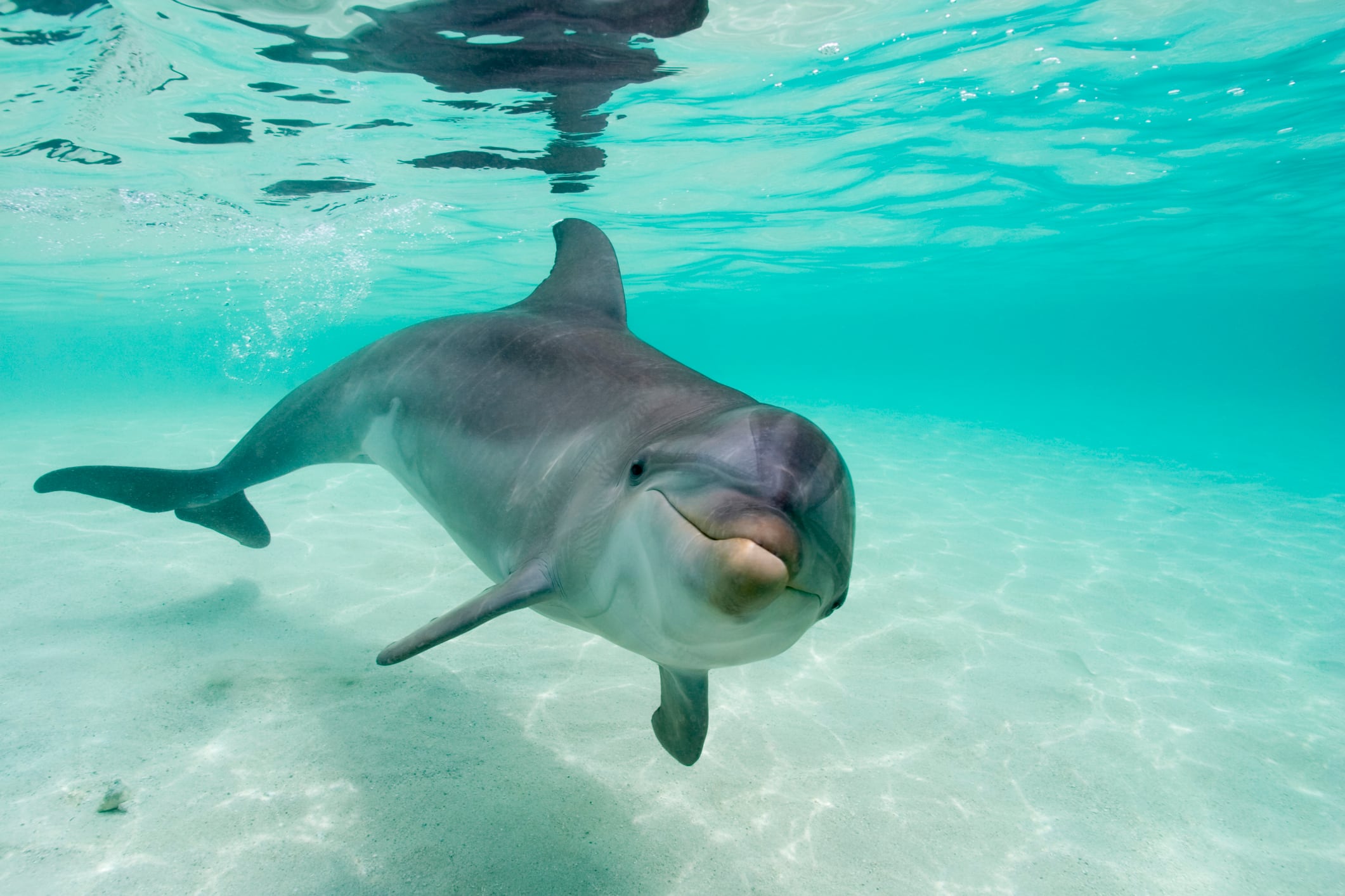 Delfines mostraron los primeros signos de Alzheimer en animales // Getty Images